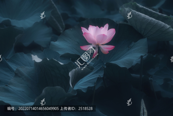 夏天水墨荷花粉色荷花盛開(kāi)