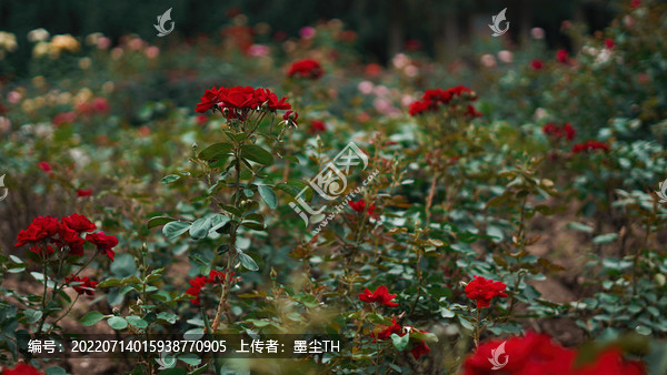 紅色月季花花開
