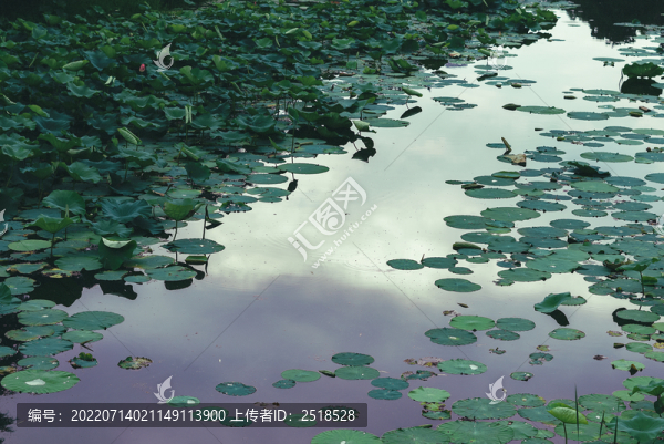 水面荷花倒影