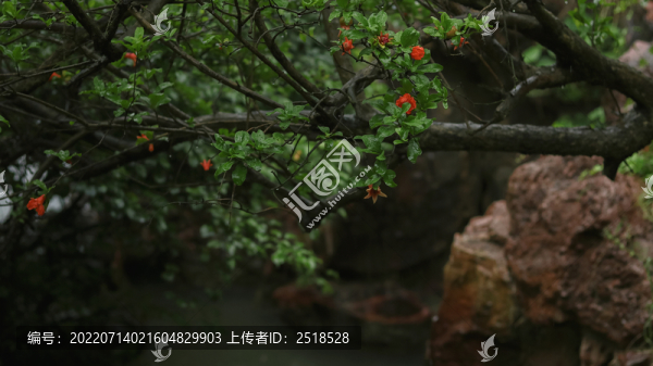 古風園林石榴花盛開
