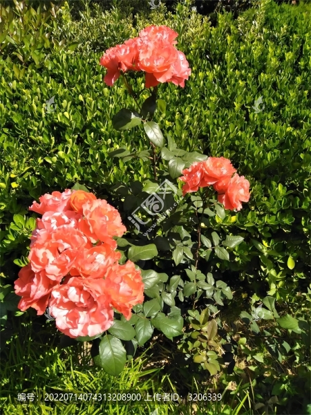 月季花