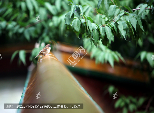 麻雀