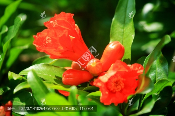 石榴花