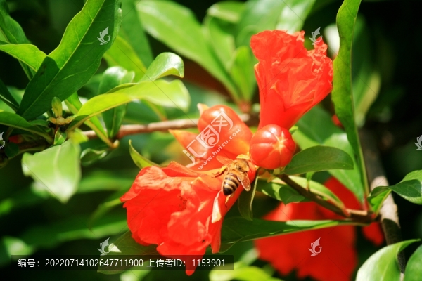 石榴花
