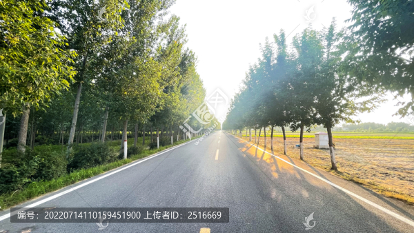 道路行道樹