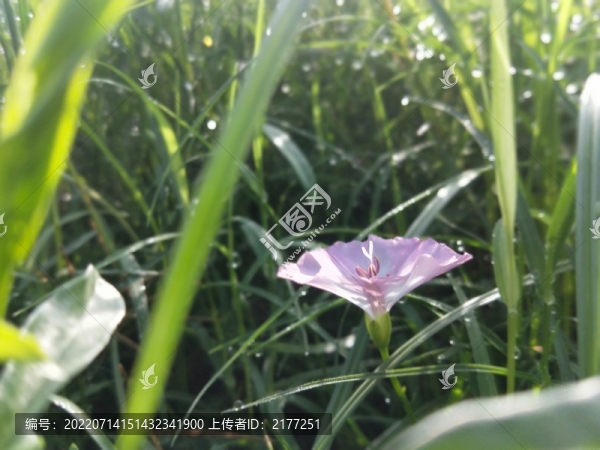 傾城的喇叭花