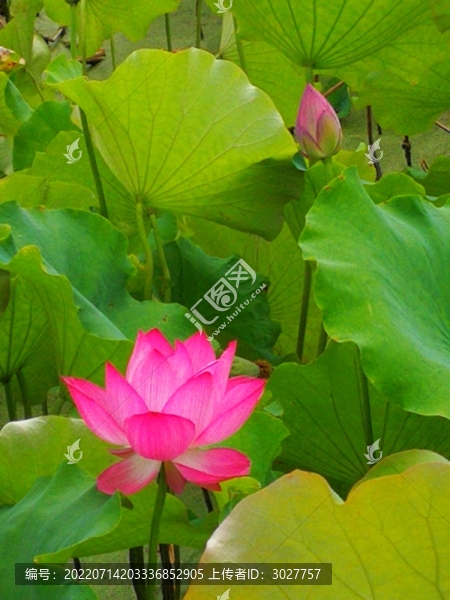荷花