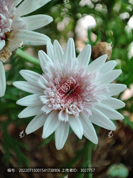 木茼蒿