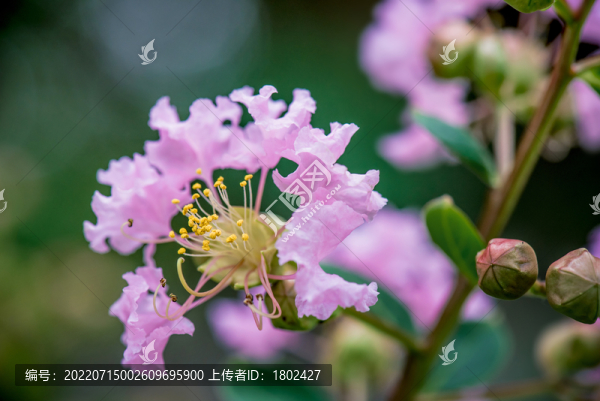 紫薇