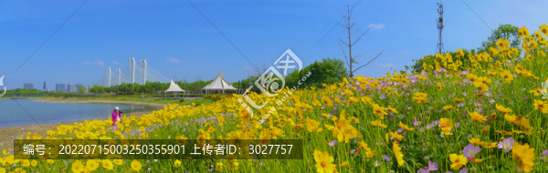 油菜花田