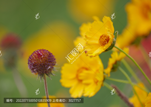 百日菊