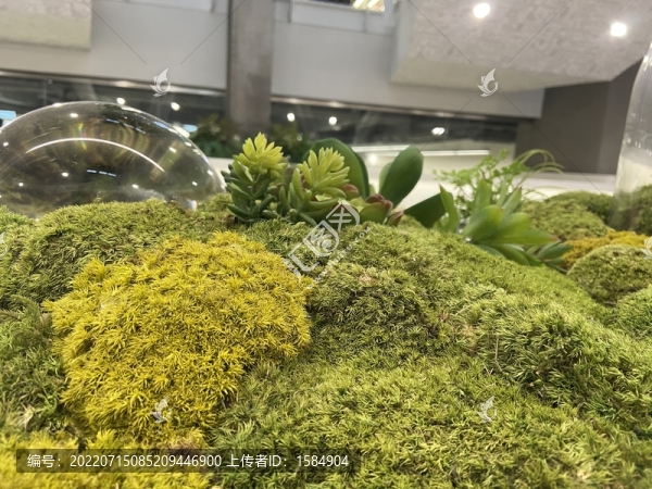 盆景