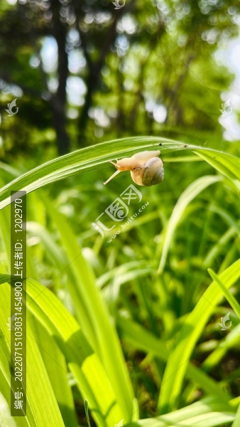 蝸牛