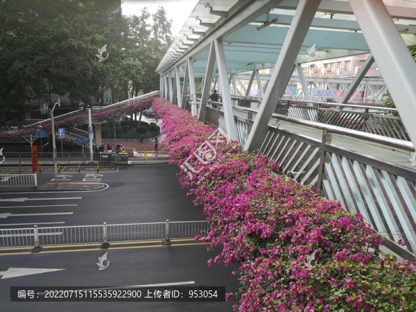 杜娟花