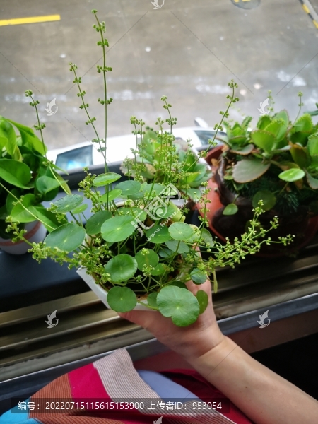 金錢草