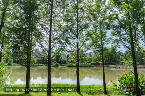 森林公園