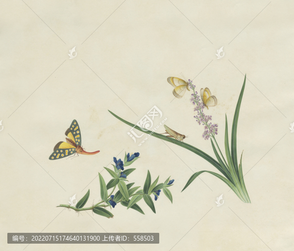 彩鵝薇花水彩花卉國畫裝飾畫