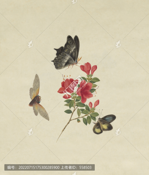 紅杜鵑花水彩花卉國畫裝飾畫