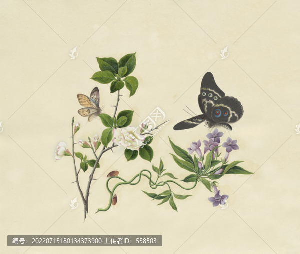 鐵桿海棠花水彩花卉國畫裝飾畫