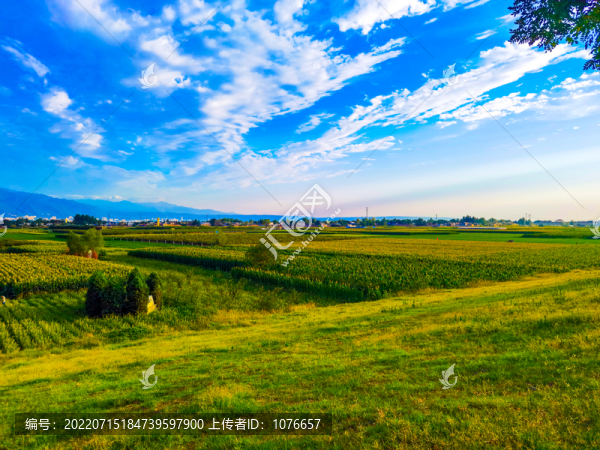 莊稼田地田園景觀高清特寫鏡頭