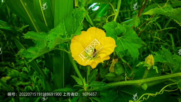 南瓜花上的蜜蜂