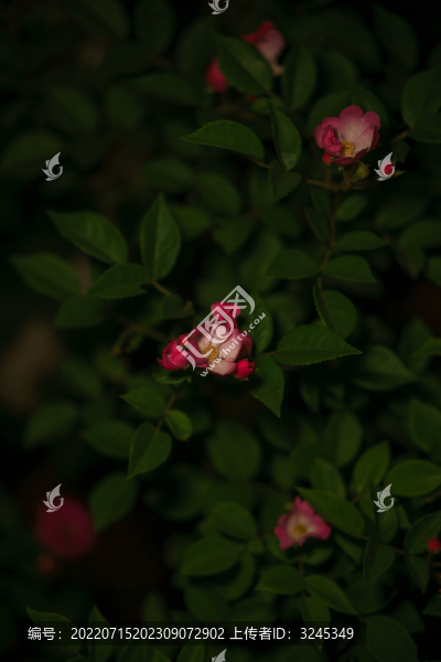 薔薇花