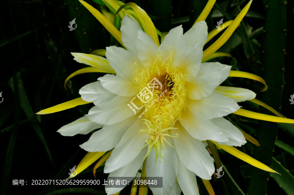 火龍果花