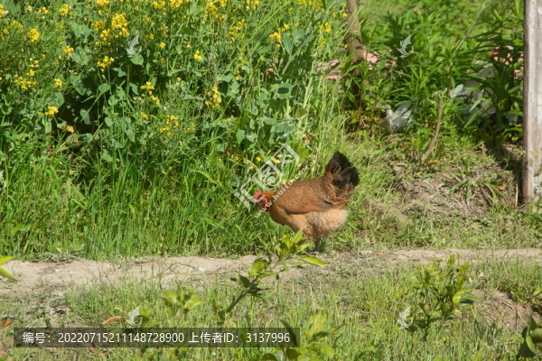 散養(yǎng)土雞