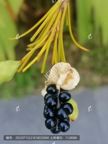射干果