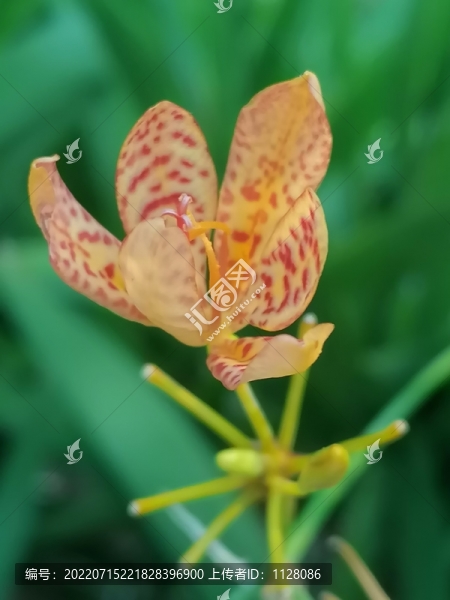 射干花