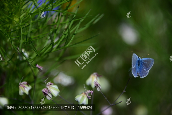 藍(lán)色蝴蝶