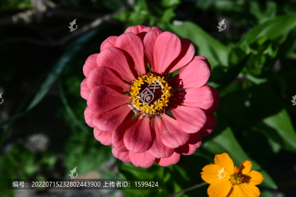 百日菊