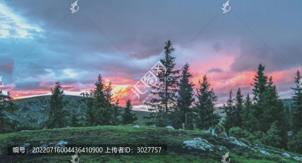 傍晚樹林