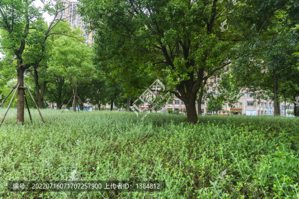 公園森林綠化