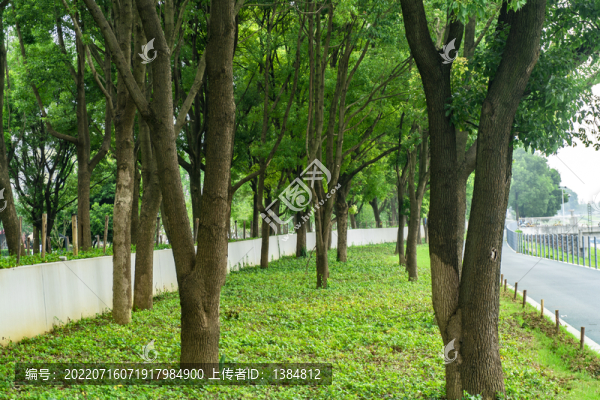 公園森林綠化