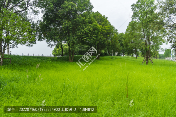 草坪綠化