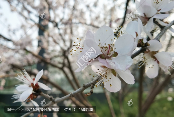 桃花