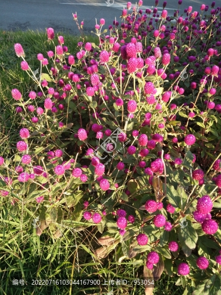毛球花