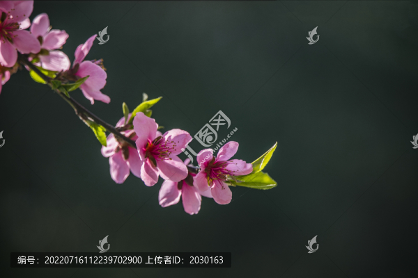 一枝桃花