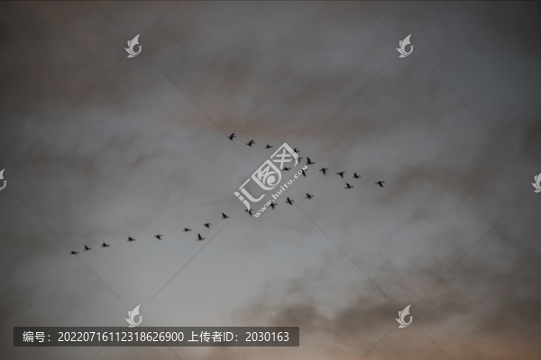 大雁