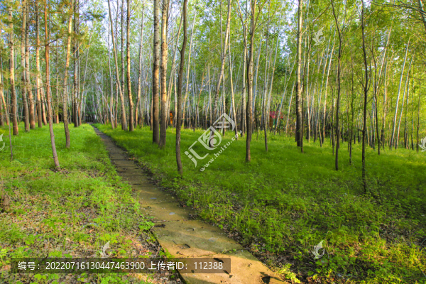 鄉(xiāng)村林蔭小路綠野仙蹤小樹林