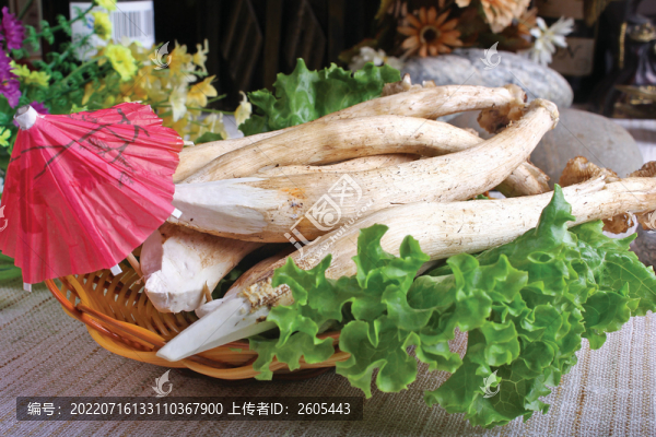 茶樹菇