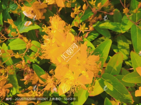 花開好時節(jié)之金桃絲