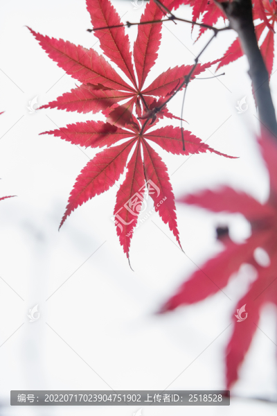 秋天紅楓楓葉特寫
