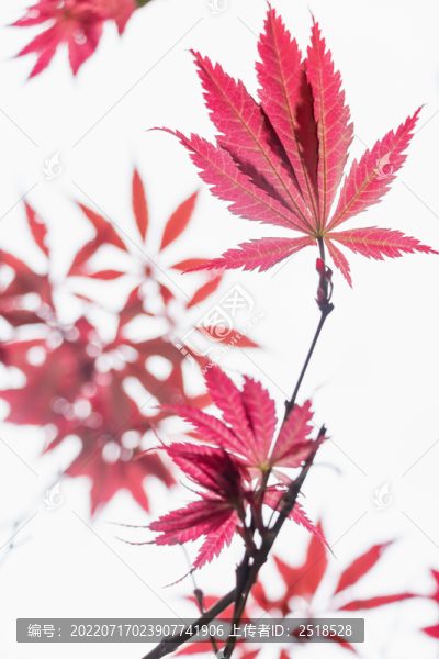 秋天紅楓楓葉特寫