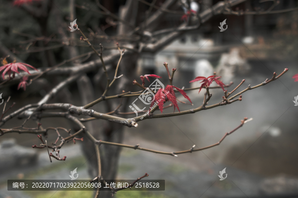 紅色楓葉樹葉秋天風(fēng)景