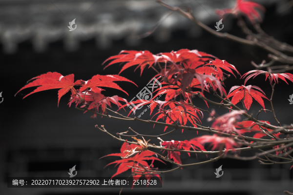 紅色楓葉樹葉秋天風(fēng)景