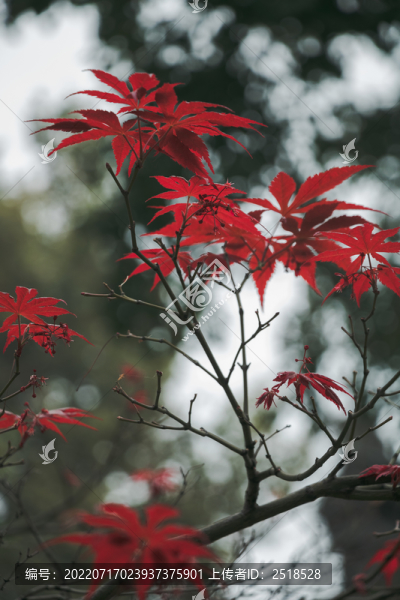 紅色楓葉樹葉秋天風景