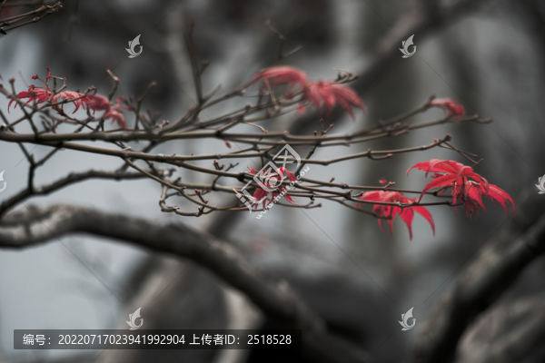 紅色楓葉樹葉秋天風(fēng)景