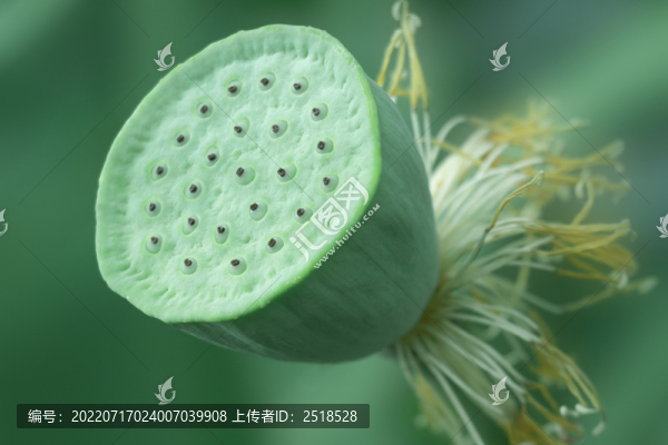 夏天荷花花苞蓮蓬
